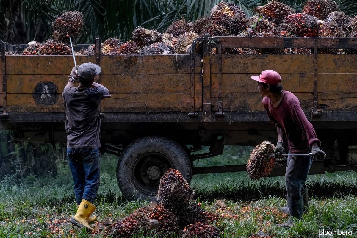 Survey sees M'sian palm oil stock at 2.49 million tonnes at end-October, highest since April 2019